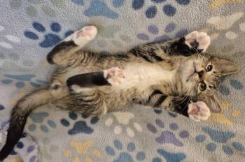 DR HAPPY -  Domestic Short Hair Cat for Adoption in Highland Park, New Jersey - DR HAPPY | PetCurious