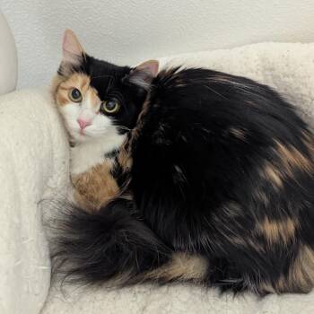 Domestic Long Hair Cats Available for Adoption - Abby | PetCurious