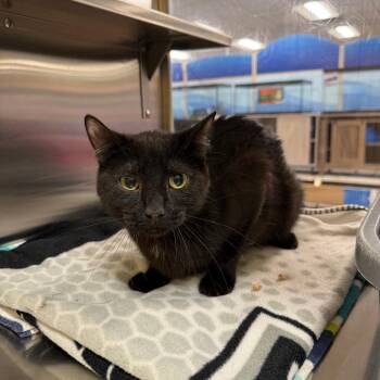 Blackjack -  Domestic Short Hair Cat for Adoption in Hemet, California - Blackjack | PetCurious