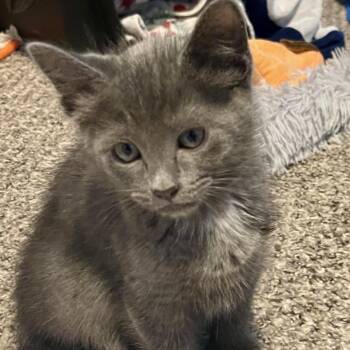 Sycamore -  Domestic Short Hair Cat for Adoption in Keizer, Oregon - Sycamore | PetCurious