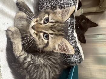 Keeper -  Domestic Short Hair Cat for Adoption in Saint Charles, Missouri - Keeper | PetCurious