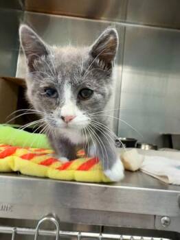 26-24 Whitaker -  Domestic Short Hair Cat for Adoption in St. Helens, Oregon - 26-24 Whitaker | PetCurious