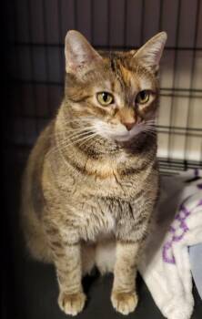 Ziri -  Domestic Short Hair Cat for Adoption in St. Peters, Missouri - Ziri | PetCurious