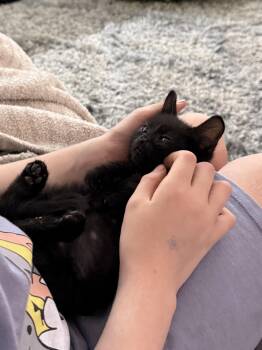 Taro -  Domestic Short Hair and Bombay Cat for Adoption in Yorba Linda, California - Taro | PetCurious