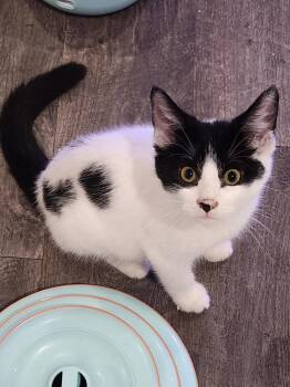 Rescue Domestic Short Hair Cats for Adoption in Hamilton, Ontario - Jack Daniel