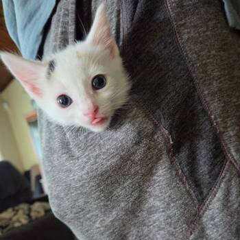 DuchessFloof -  Domestic Short Hair Cat Available for Adoption in Tulsa, Oklahoma - DuchessFloof | PetCurious