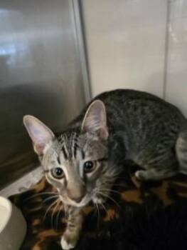 Yuki -  Domestic Medium Hair and Domestic Short Hair Cat for Adoption in Farmers Branch, Texas - Yuki | PetCurious