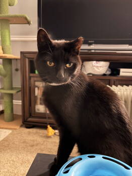 Rescue Domestic Short Hair Cats for Adoption in Greenwich Township, New Jersey - Alfonso | PetCurious