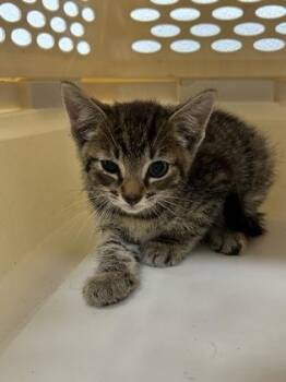 Paisley -  Domestic Short Hair Cat for Adoption in West Chester, Pennsylvania - Paisley | PetCurious