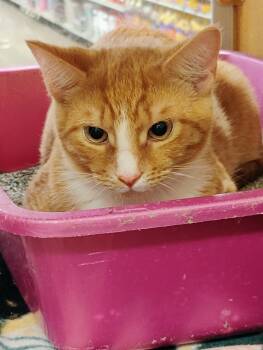 Alfred -  Extra Toes Cat Hemingway Polydactyl Cat for Adoption in Williamsburg, Virginia - Alfred | PetCurious