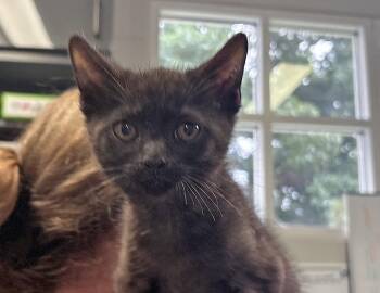 Drama -  Domestic Short Hair Cat for Adoption in Columbus, Indiana - Drama | PetCurious
