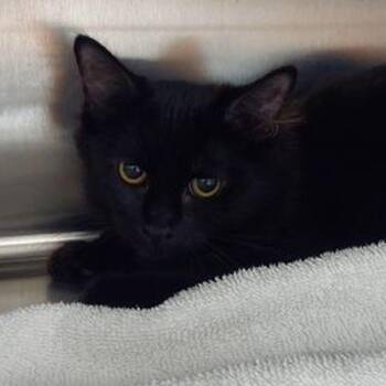 Onyx -  Domestic Medium Hair Cat for Adoption in Lake Havasu City, Arizona - Onyx | PetCurious