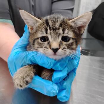 Domestic Short Hair Cats Available for Adoption - Blue | PetCurious