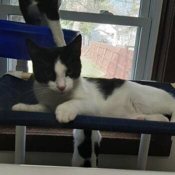 American Shorthair Cats Available for Adoption in Iowa Falls, Iowa - Zipper | PetCurious