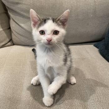 Rescue Domestic Short Hair Cats for Adoption in Philadelphia, Pennsylvania - Emerson | PetCurious