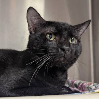 Izar -  Domestic Short Hair Cat for Adoption in Springfield, Illinois - Izar | PetCurious