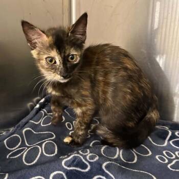 Kammie -  Tortoiseshell and Domestic Short Hair Cat for Adoption in Antioch, California - Kammie | PetCurious