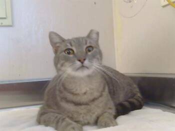 Domestic Short Hair Cats Available for Adoption - SOPHIE | PetCurious