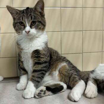 Rescue Domestic Short Hair Cats for Adoption in Waterloo, Iowa - Hennriegh | PetCurious