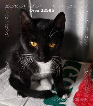 Oreo (693) -  Domestic Short Hair Cat for Adoption in Marietta, Georgia - Oreo (693) | PetCurious