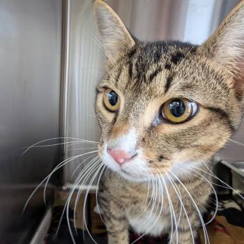 Domestic Short Hair Cats Available for Adoption in Blairsville, Georgia - Paul | PetCurious