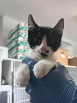 Brown -  Domestic Short Hair Cat for Adoption in Bolivar, Missouri - Brown | PetCurious