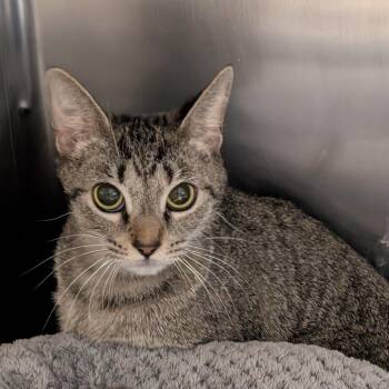 Domestic Short Hair Cats Available for Adoption in Titusville, Florida - Lantern | PetCurious