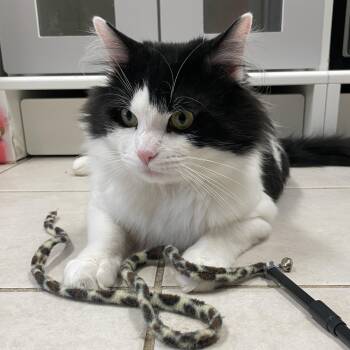 Domestic Medium Hair Cats Available for Adoption - IZZY | PetCurious
