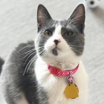 Domestic Short Hair Cats Available for Adoption in Port Washington, New York - Sierra | PetCurious