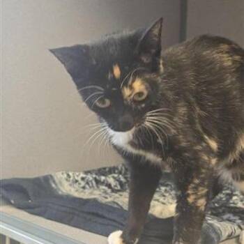 Amber -  Domestic Short Hair Cat for Adoption in Cedar Rapids, Iowa - Amber | PetCurious