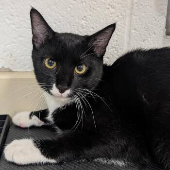 Calvin -  Domestic Short Hair Cat for Adoption in Ardmore, Oklahoma - Calvin | PetCurious