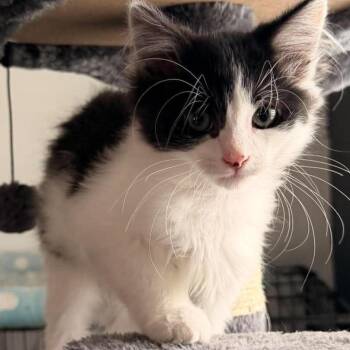 Stitch Storesund -  Domestic Short Hair Cat for Adoption in Eagle Mountain, Utah - Stitch Storesund | PetCurious