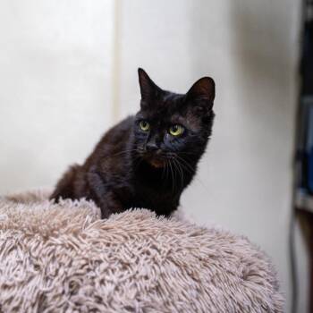 Holly -  Domestic Short Hair Cat for Adoption in Gainesville, Georgia - Holly | PetCurious