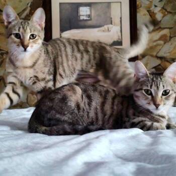 Domestic Short Hair Cats Available for Adoption - Holly | PetCurious