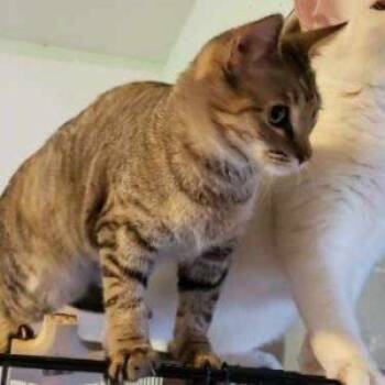 Domestic Short Hair Cats Available for Adoption in Anchorage, Alaska - Rusty | PetCurious