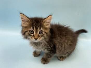 Sydney -  Domestic Short Hair Cat for Adoption in Woodbury, Minnesota - Sydney | PetCurious