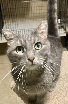 Griffin -  Domestic Short Hair Cat for Adoption in Lacon, Illinois - Griffin | PetCurious