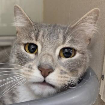 Domestic Short Hair Cats Available for Adoption - Meggins | PetCurious