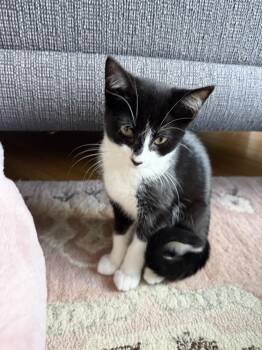 Cuddles -  Domestic Short Hair Cat Available for Adoption in North Brunswick Township, New Jersey - Cuddles | PetCurious