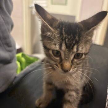 Hehe -  Domestic Short Hair Cat for Adoption in Chicago, Illinois - Hehe | PetCurious