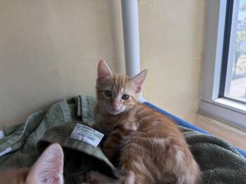 Shaboozey -  Domestic Short Hair Cat for Adoption in Berkeley, California - Shaboozey | PetCurious