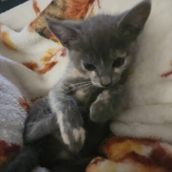 Domestic Short Hair Cats Available for Adoption in Tallahassee, Florida - Ruby Rose-AR | PetCurious