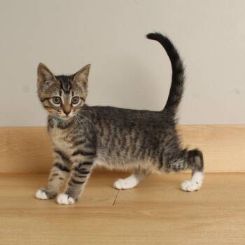 Tortoise C70130 -  Domestic Short Hair Cat for Adoption in Minnetonka, Minnesota - Tortoise C70130 | PetCurious