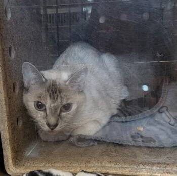 Trixie -  Domestic Short Hair Cat for Adoption in Missoula, Montana - Trixie | PetCurious