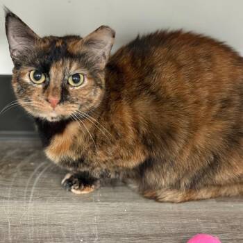 American Shorthair Cats Available for Adoption in Greenfield, Indiana - Chicken Little | PetCurious