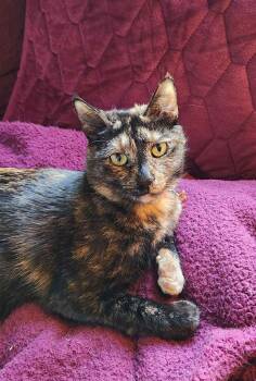 Domestic Short Hair Cats Available for Adoption in Belchertown, Massachusetts - Tess | PetCurious