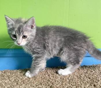 Gia -  Domestic Medium Hair Cat for Adoption in Columbus, Ohio - Gia | PetCurious