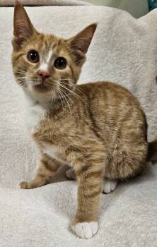 Rescue Domestic Short Hair Cats for Adoption in Fremont, Ohio - Turbo | PetCurious