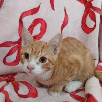 Alex -  Domestic Short Hair Cat for Adoption in Valdosta, Georgia - Alex | PetCurious