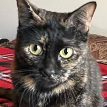 Dakota Belle -  Domestic Short Hair Cat for Adoption in Liverpool, Texas - Dakota Belle | PetCurious